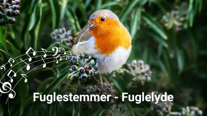 Fuglestemmer - Fuglelyde feature graphic
