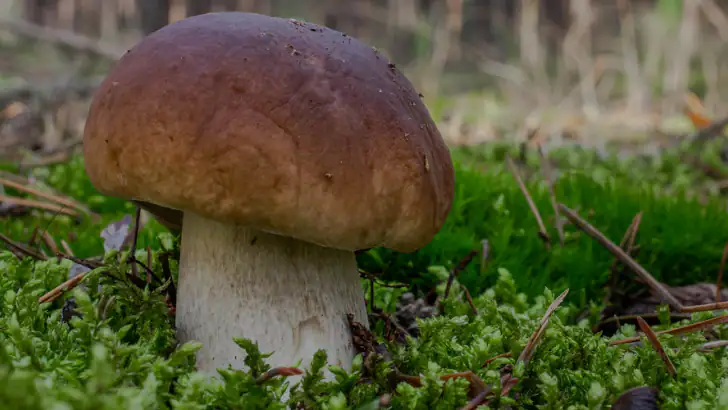 Sporecast: Mushroom Map & ID feature graphic