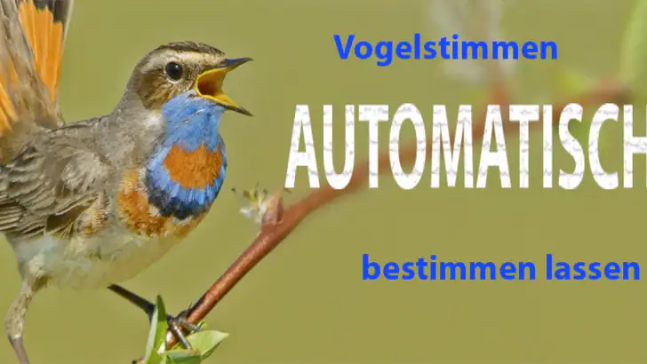 Vogelstimmen Id - Ruf + Gesang feature graphic