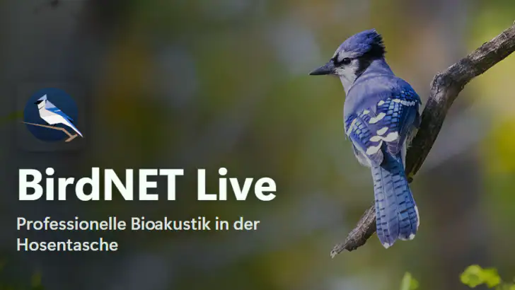 BirdNET Live feature graphic