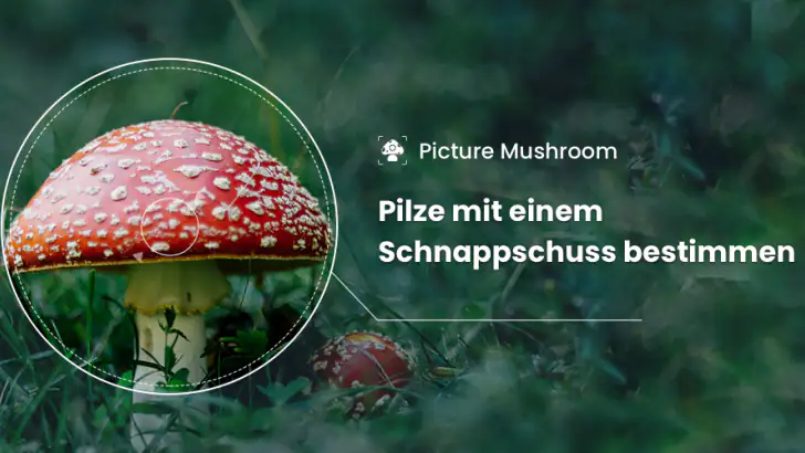 Picture Mushroom - Pilzführer feature graphic