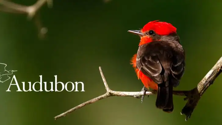 Audubon Bird Guide feature graphic