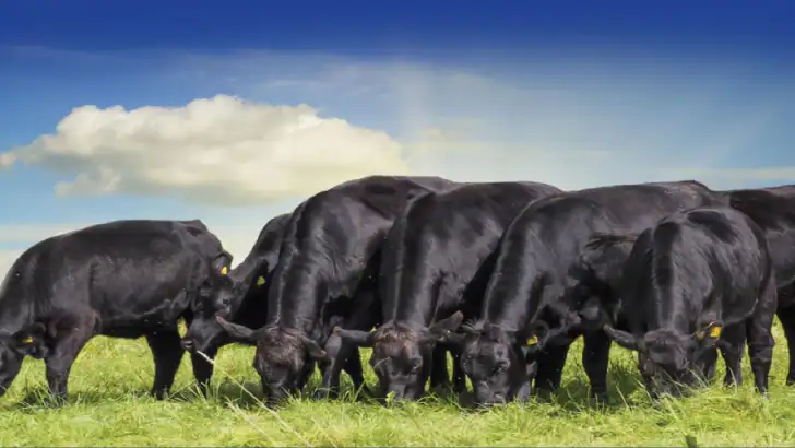 Cattle Market Mobile feature graphic