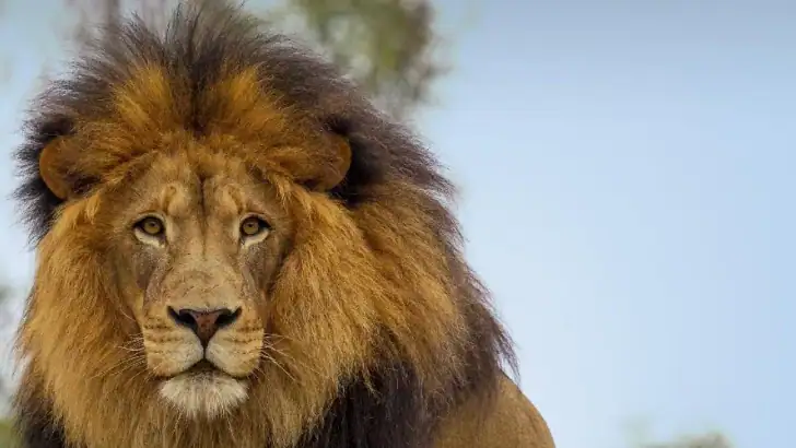 San Diego Zoo feature graphic