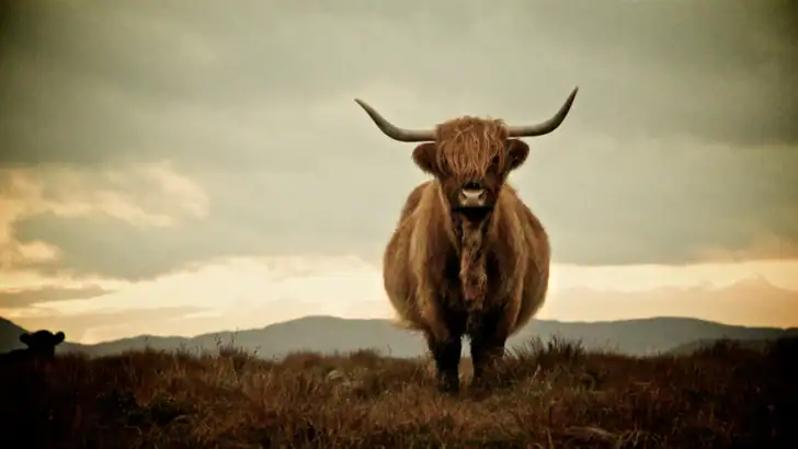 Scotland’s Best: Travel Guide feature graphic