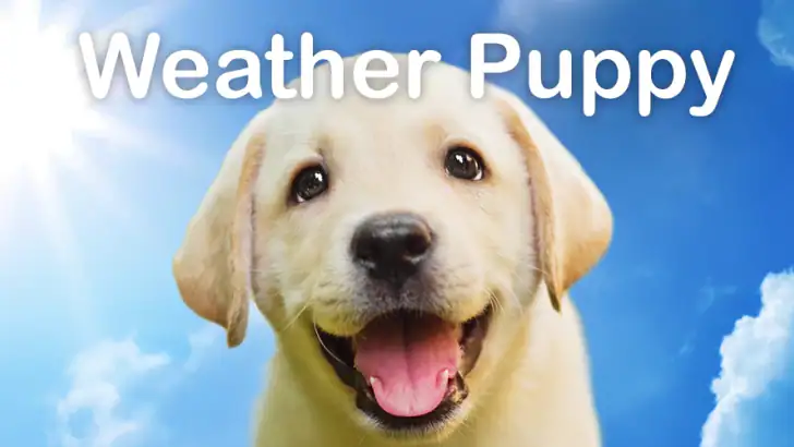 Weather Puppy - App & Widget feature graphic