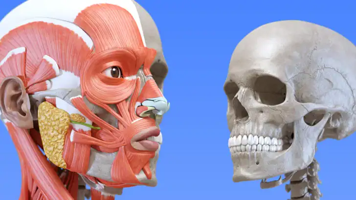 Anatomy 3D Atlas feature graphic