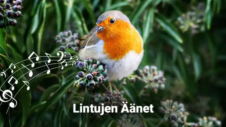 Lintujen äänet feature graphic