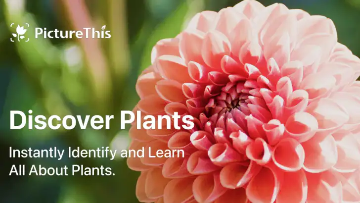 PictureThis - Plant Identifier feature graphic
