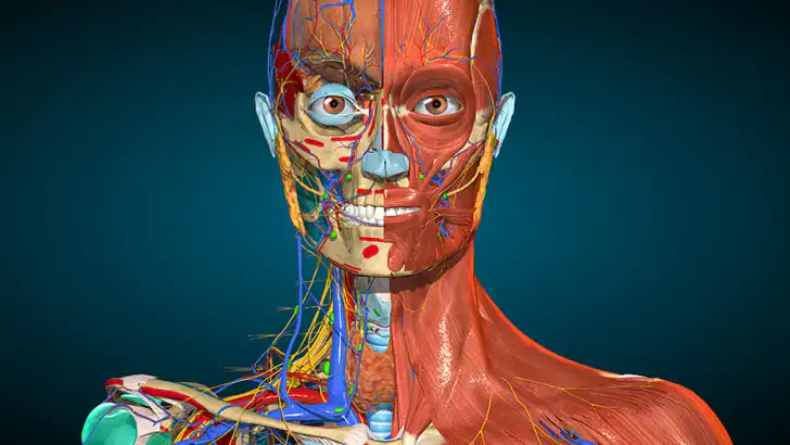 Anatomy Learning - Anatomie 3D feature graphic