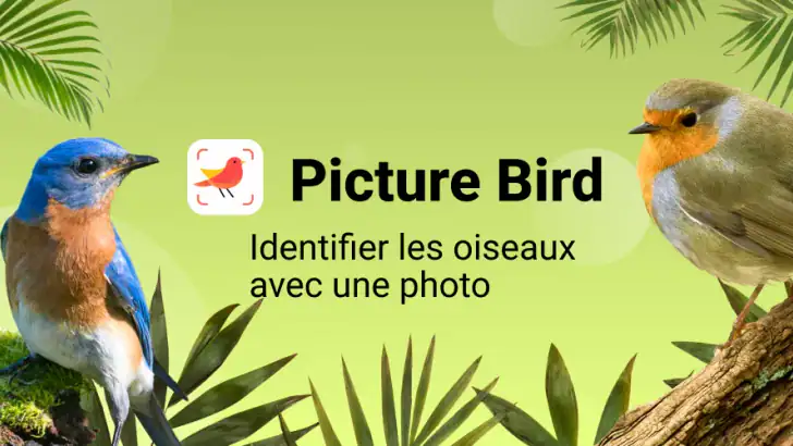 Picture Bird - Bird Identifier feature graphic