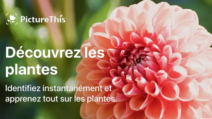 PictureThis Plante Identifier feature graphic