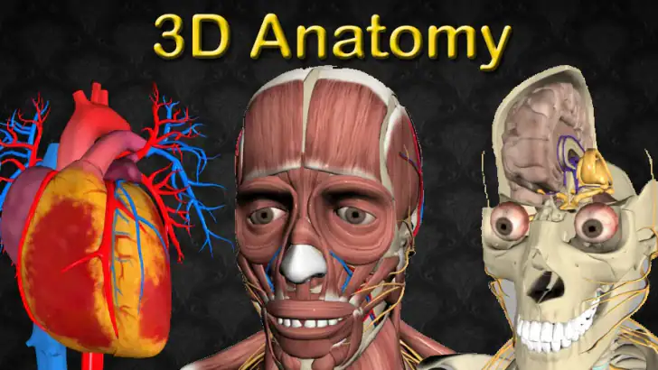 3D Anatomy feature graphic