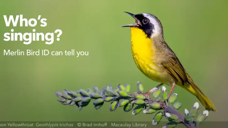 Cornell LabによるMerlin Bird ID feature graphic
