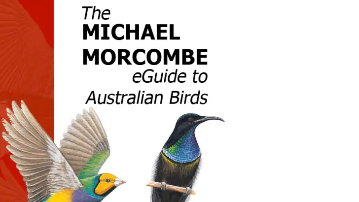 Morcombe's Birds of Australia feature graphic