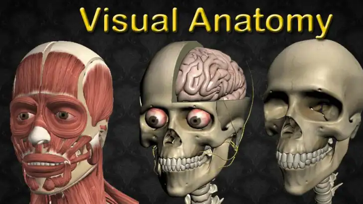 Visual Anatomy 2 feature graphic