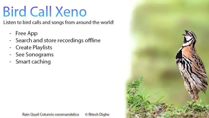 Bird Call Xeno - Songs & Calls feature graphic