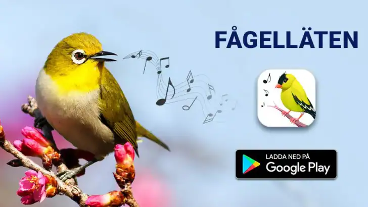 Fågelläten feature graphic