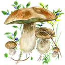 Pilze app icon