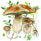 Pilze app icon