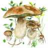 Pilze app icon