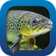 Heintges Angelschein Trainer icon