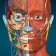 Anatomy Learning By Dr. Blanco icon