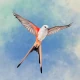 Wingspan (윙스팬) icon