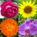 Fleurs: Identifier les plantes icon