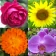 Fleurs: Identifier les plantes icon