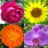 Fleurs: Identifier les plantes icon