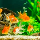 Fish On Screen 3D Wallpaper icon