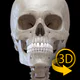 骨格 | 解剖学3D アトラス icon
