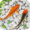 魚 ライブ 壁紙  水族館 コイ 背景 icon