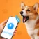 Dog Trans - Traducteur à Chien icon