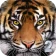 Ultimate Tiger Simulator 2 icon
