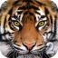 Ultimate Tiger Simulator 2 icon