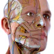 Visual Anatomy 3D - Human body icon