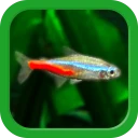 熱帯魚育成「ミニアクア」癒しのアクアリウム体験 icon