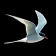 Gyldendals Store Fugleguide icon