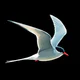 Le Guide Ornitho icon