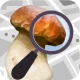 Pilzator - Pilze Erkennung icon