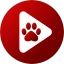 Bear Player icon