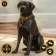 Virtuel Hund Pet Liv Simulator icon