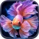 Fish Live Wallpaper 4K icon