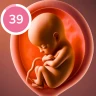 Graviditetssporer og baby icon