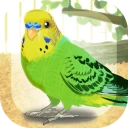 癒しのインコ育成ゲーム icon