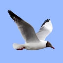 Euroopan Lintujen Kenttäopas icon