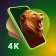 Live Walls: 4K Live Wallpapers icon