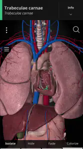 Anatomyka - 3D Anatomy Atlas screenshot